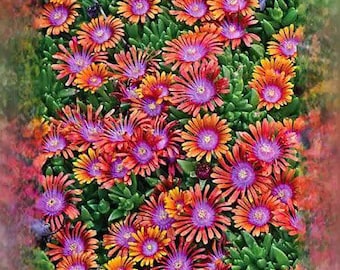 25+ Colossus Red Gold Marigold Seeds for Garden Planting - USA - FREE SHIPPING