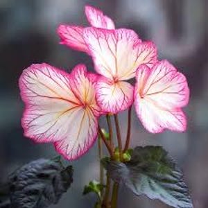 20 Moonlight Butterfly Begonia seeds beautiful distinct colored plant