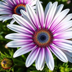 Daisy ꔛ‬ෆ様 20 Purple African Cape Daisy Flowers Garden Flower Seeds for
