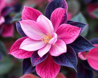 20 Midnight Valentine Camilla Flower Balsam seeds beautiful distinct colored plant