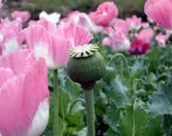 Afghan Poppy Seeds, Papaver Somniferum Flower colorful rare