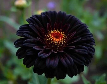Purple Tip Calathea Couture Flower Seeds  50+ Seeds For Indoor Or Outdoor  Planting  Fresh 2025 Harvest Calathea Seeds