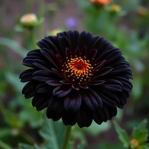 20 Dark Prince Zinnia seeds beautiful distinct colored plant *limit 4 per customer” black red purple