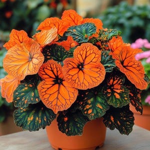 20 Autumn Leaf Begonia seeds beautiful distinct colored plant