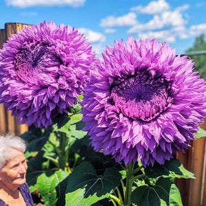 May include: Two large, vibrant purple sunflowers with layered petals and dark centers. The flowers are in full bloom, set against a backdrop of green leaves, a wooden fence, and a blue sky with clouds. The image captures the beauty of nature.