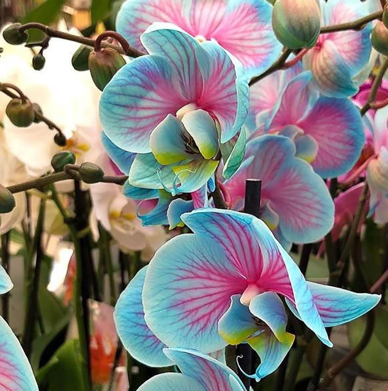1 peacock, orchid, tuber, coastal elegance, fresh garden plant with amazing colors!