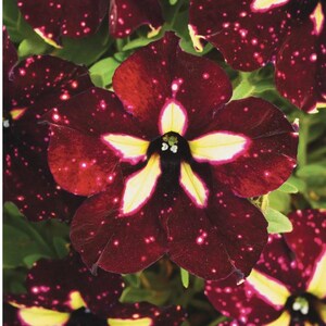 thumbnail image 2 of 20 Purple Petunia Star Flower Seeds – Fast Growing For Spring, Summer & Fall 2 of 4