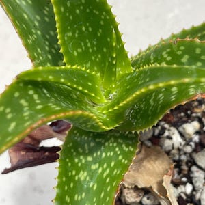 Aloe Andongensis