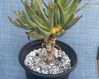 Aloe Excelsa Super Rare Aloe Potted Plant - Etsy