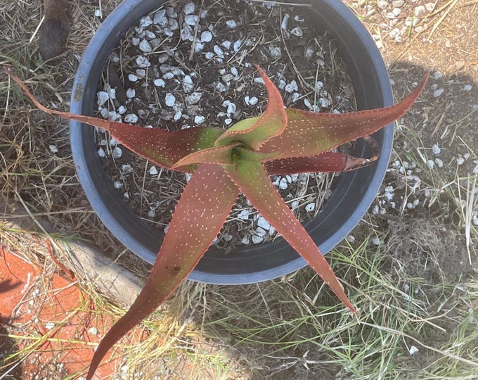 Aloe Ribauensis. Rarest of the Rare. - Etsy