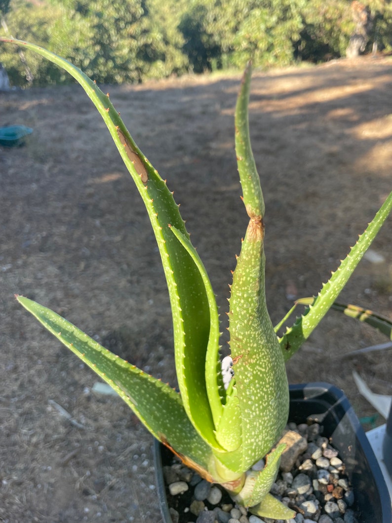 Aloe Ribauensis. Rarest of the Rare. - Etsy Israel