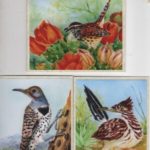 Ökenfåglar, Kaktusgärdsmyg, Roadrunner, Hackspett Fotokort