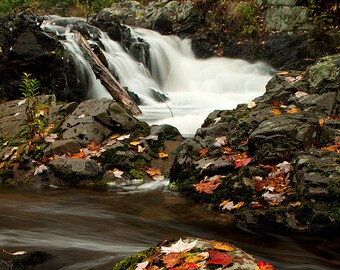 Garlic in Autumn - Marquette - Michigan Photography