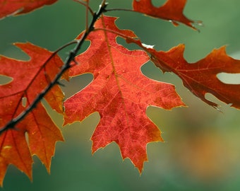 Red Oak Leaf - Canvas Wrap - Michigan Photography