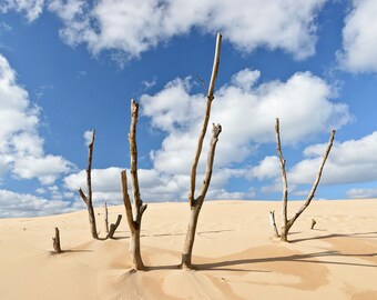 Silver Lake State Park - Sticks and Sand - Michigan Photography - Stock Photography