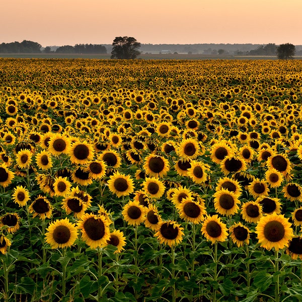 Sunflower Sunset - Michigan Photography - Fotografía de archivo