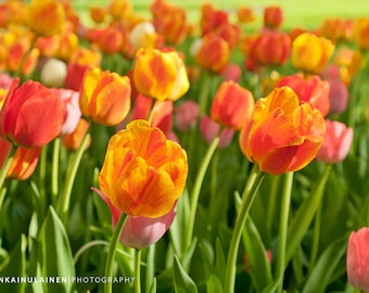 Tulips - Canvas Wrap - Michigan Photography