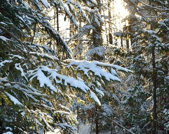 Wintry Woods at Trails End - Michigan Photography