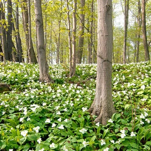 Trillium Morning (panoramic) - Canvas Wrap - Michigan Photography - Made to Order