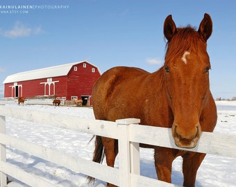 Curious horse - Michigan Photography