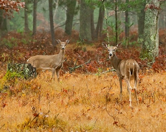 Deer - Canvas Wrap - Michigan Photography