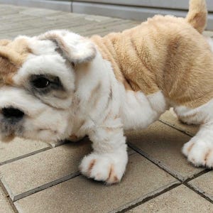 bulldog puppy, realistic bulldog, english bulldog toy, realistic puppy, realistic dog, Custom Handmade Bulldog Puppy Plush, toy dog