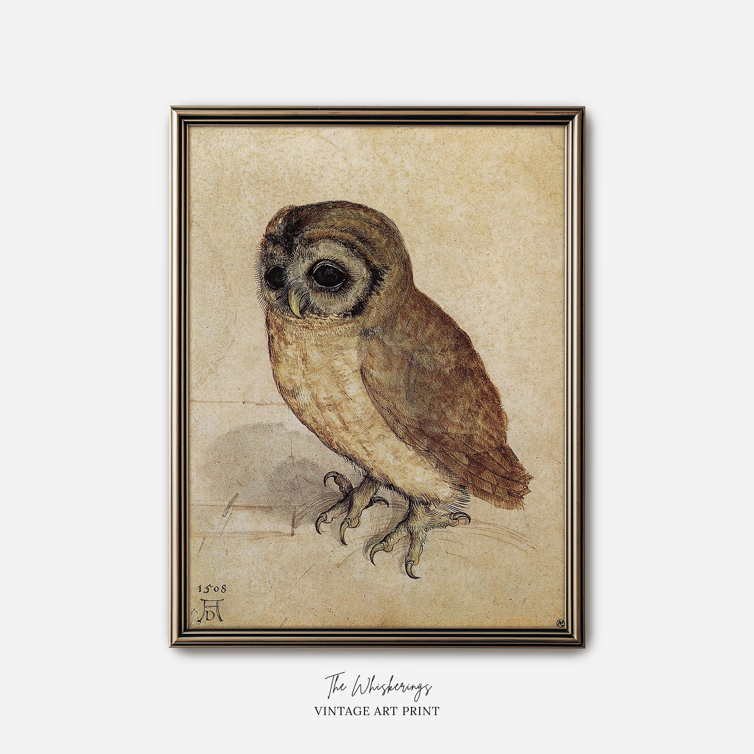 Antique Little Owl Painting Print: Vintage Artwork From 1500s, Bird Art, Farmhouse Wall Decor