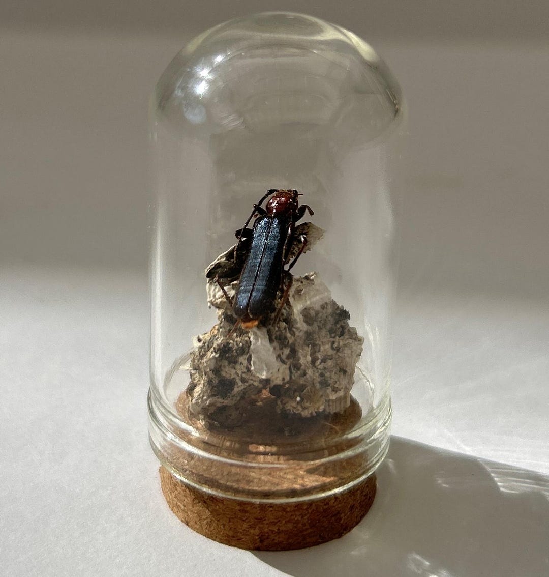 Insects in Test Tubes - Herbarium Victorian Decoration in Vintage ...
