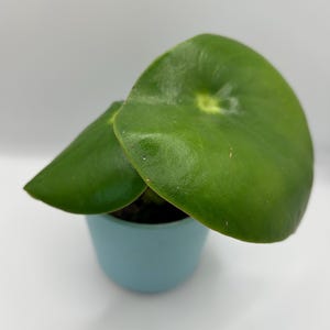 Young Peperomia Polybotrya Raindrop Plant, Raindrop Peperomia Bare Rooted
