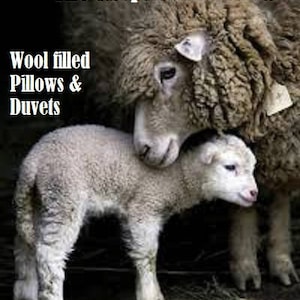 May include: A white lamb nuzzles a brown sheep. The sheep has a tag on its ear. The text "The Shepherd's Pillow" is at the top of the image. The text "Wool filled Pillows & Duvets" is below the sheep.