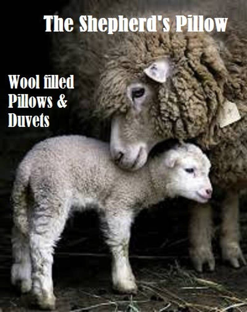 May include: A white lamb nuzzles a brown sheep. The sheep has a tag on its ear. The text "The Shepherd's Pillow" is at the top of the image. The text "Wool filled Pillows & Duvets" is below the sheep.