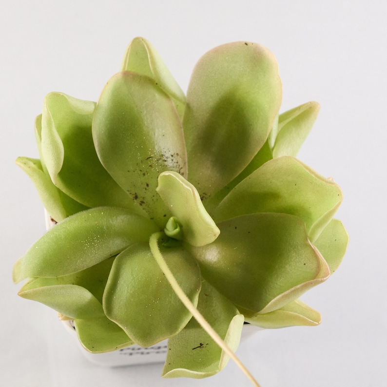 Live Pinguicula 'Pirouette' Carnivorous Butterwort Plant - Thumbnail 2