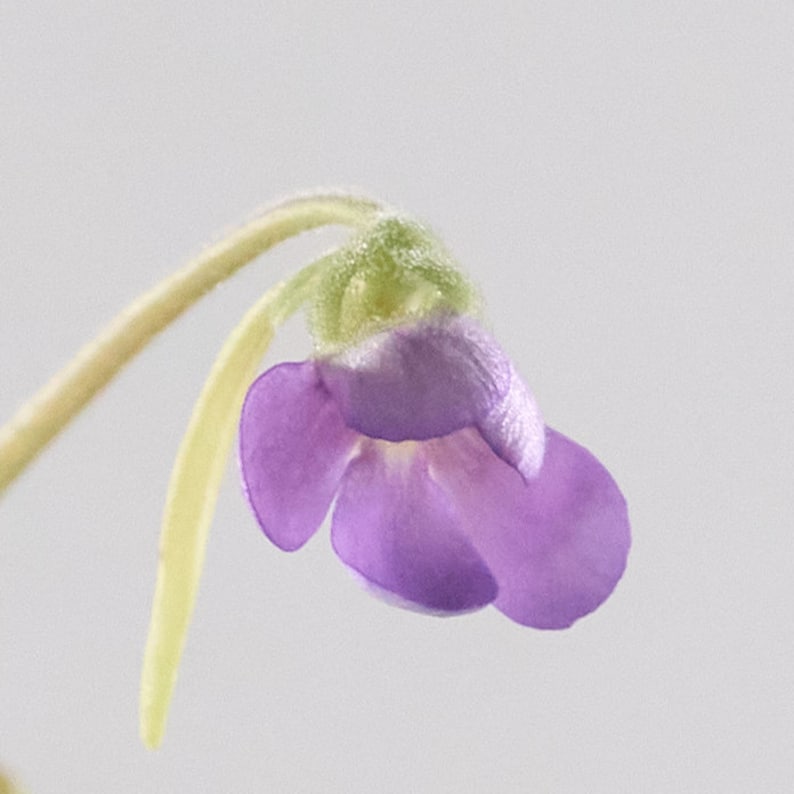 Live Pinguicula 'Pirouette' Carnivorous Butterwort Plant - Thumbnail 4