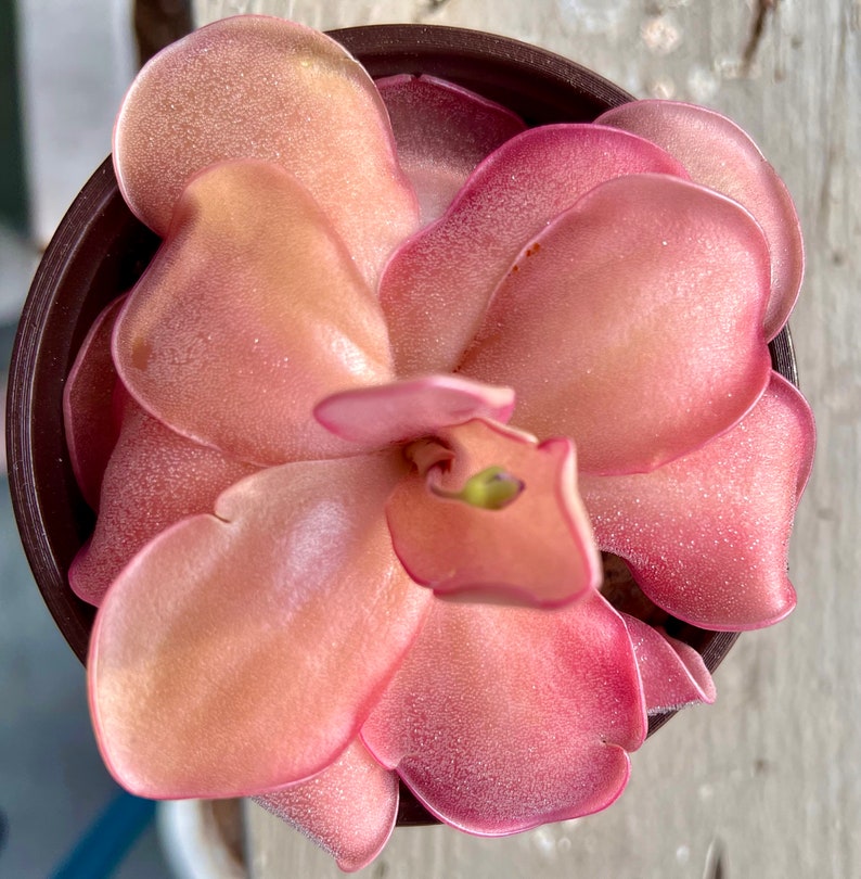 Live Pinguicula 'Pirouette' Carnivorous Butterwort Plant