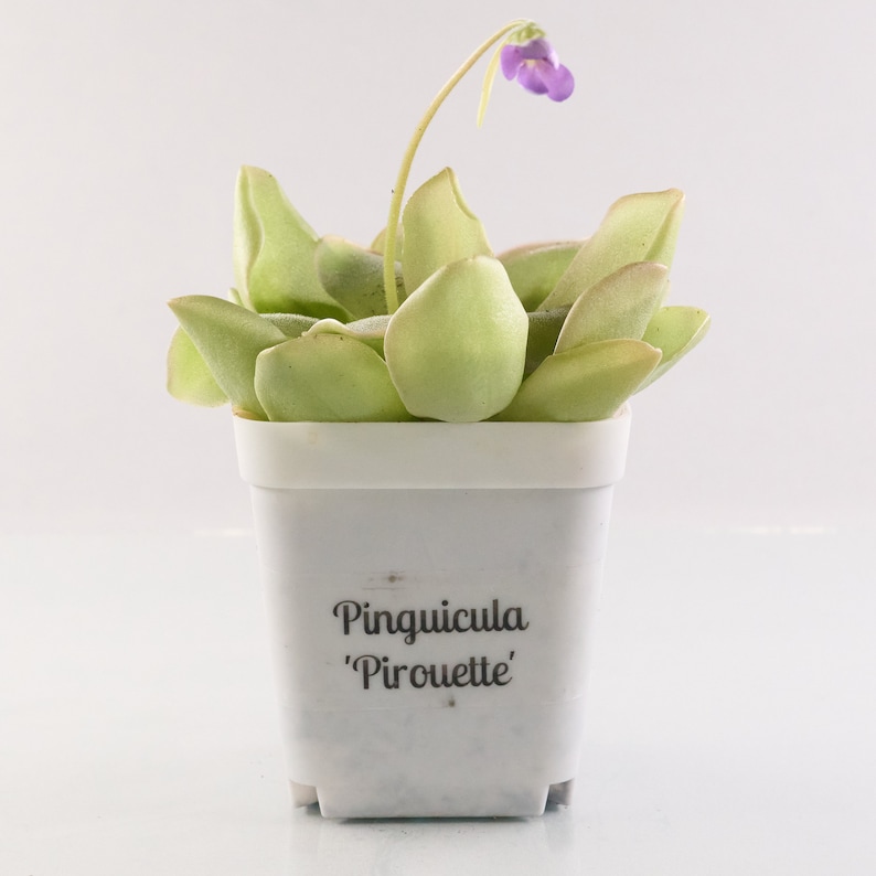 Live Pinguicula 'Pirouette' Carnivorous Butterwort Plant - Thumbnail 3