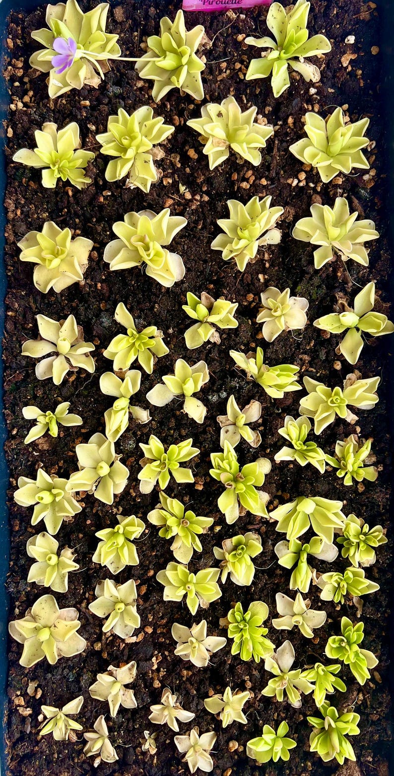 Live Pinguicula 'Pirouette' Carnivorous Butterwort Plant - Thumbnail 5