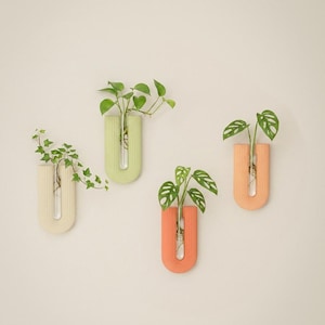 Op de afbeelding: Vier aan de muur gemonteerde U-vormige plantenbakken in crème, groen, koraal en perzik. Elke plantenbak bevat een heldere glazen buis met groene planten. De plantenbakken hebben een geribbelde textuur.