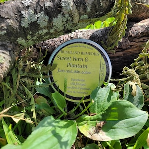 Wild Foraged Sweet Fern and Plantain Salve