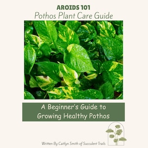 Puede incluir: Una guía titulada "AROIDS 101 Pothos Plant Care Guide" con un primer plano de hojas de potos verdes y amarillas vibrantes. El texto "A Beginner's Guide to Growing Healthy Pothos" se muestra en una pancarta verde. Autora: Caitlyn Smith.