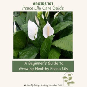 May include: A guide titled "Peace Lily Care Guide" with the text "A Beginner's Guide to Growing Healthy Peace Lily." The image features a close-up of a peace lily plant with white flowers and large green leaves. The guide is written by Caitlyn Smith.