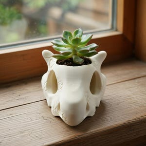 Pu&ograve; includere: Un vaso bianco a forma di teschio con una pianta succulenta. Il vaso ha grandi orbite oculari e un naso dettagliato. La succulenta ha foglie verdi ed &egrave; piantata in terra scura. Il vaso &egrave; su una superficie di legno.