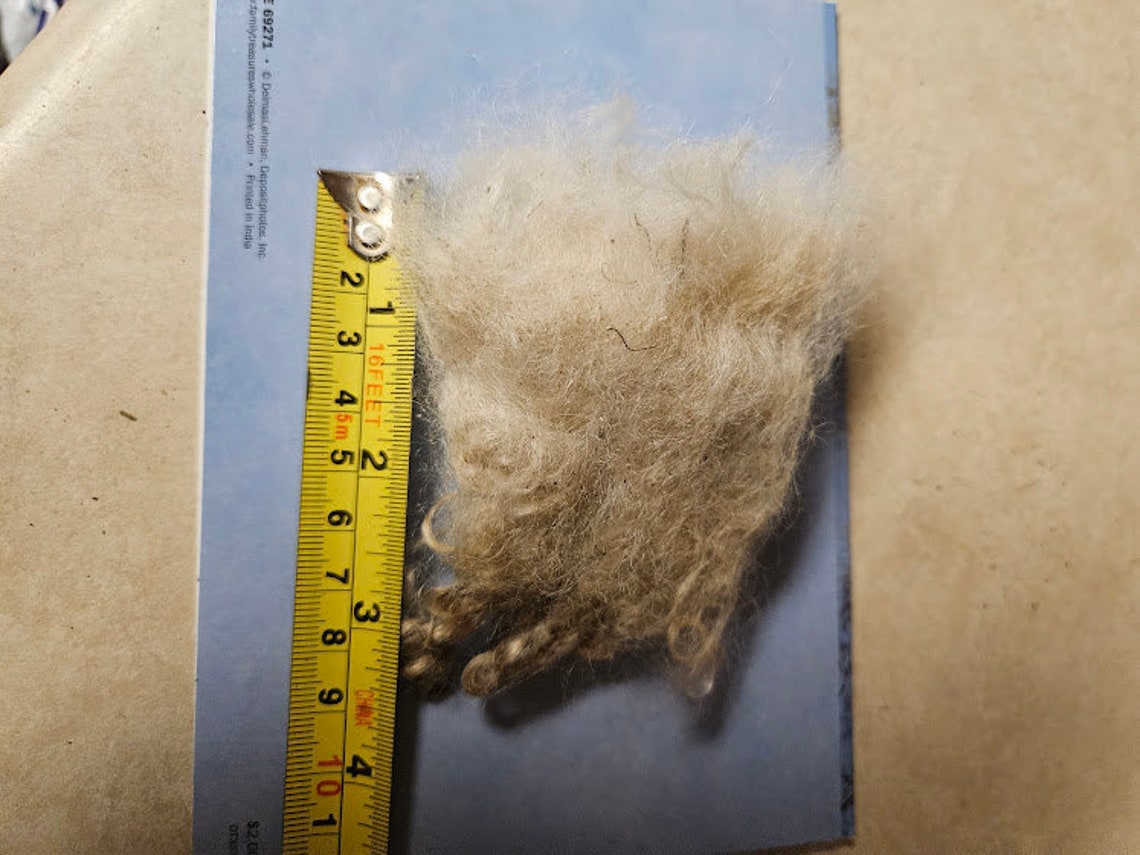 Pure Raw Angora Goat Mohair, Unwashed, 2 Staple, 2.0 Lbs Etsy