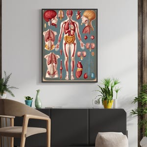 Educatieve medische muurkunst voor leerruimtes || Informatief medisch kunstwerk voor klinieken en klaslokalen