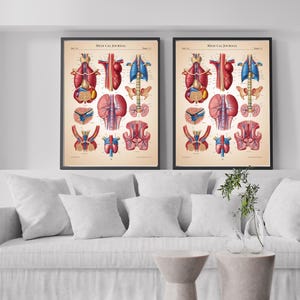 Medical Wall Art for Clinics and Offices || Modern Medical Artwork for Healthcare Spaces || Anatomical Art Prints for Medical Professionals