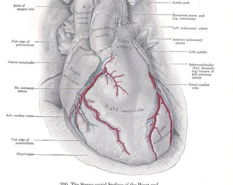 The Human heart and the great Vessels.