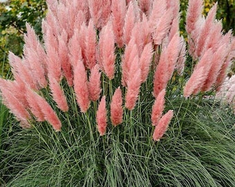 Cortadería “Hierba de las Pampas”