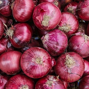 Seeds Rainbow Onion Bulbs: Semi-Sharp Flavor, Decorative Red Rings, Stores Well