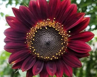 Zaden Zonnebloem "Red Sun" 15612