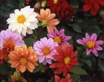 Dalia “Color Mix”
