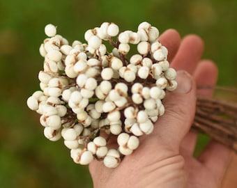 Dried Cream Tallow Berries: Natural Bouquet Filler